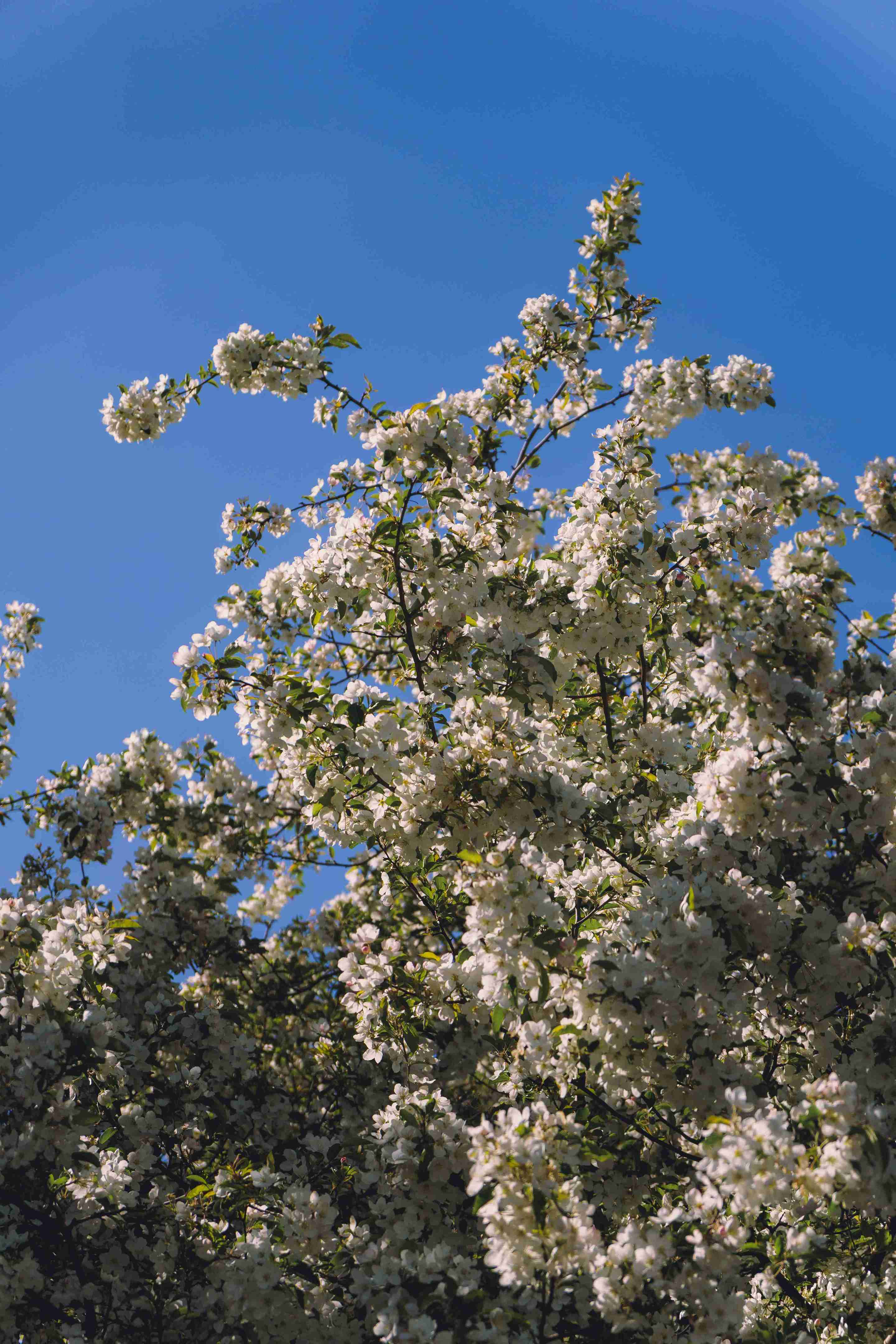 Cherry Blossom Tree